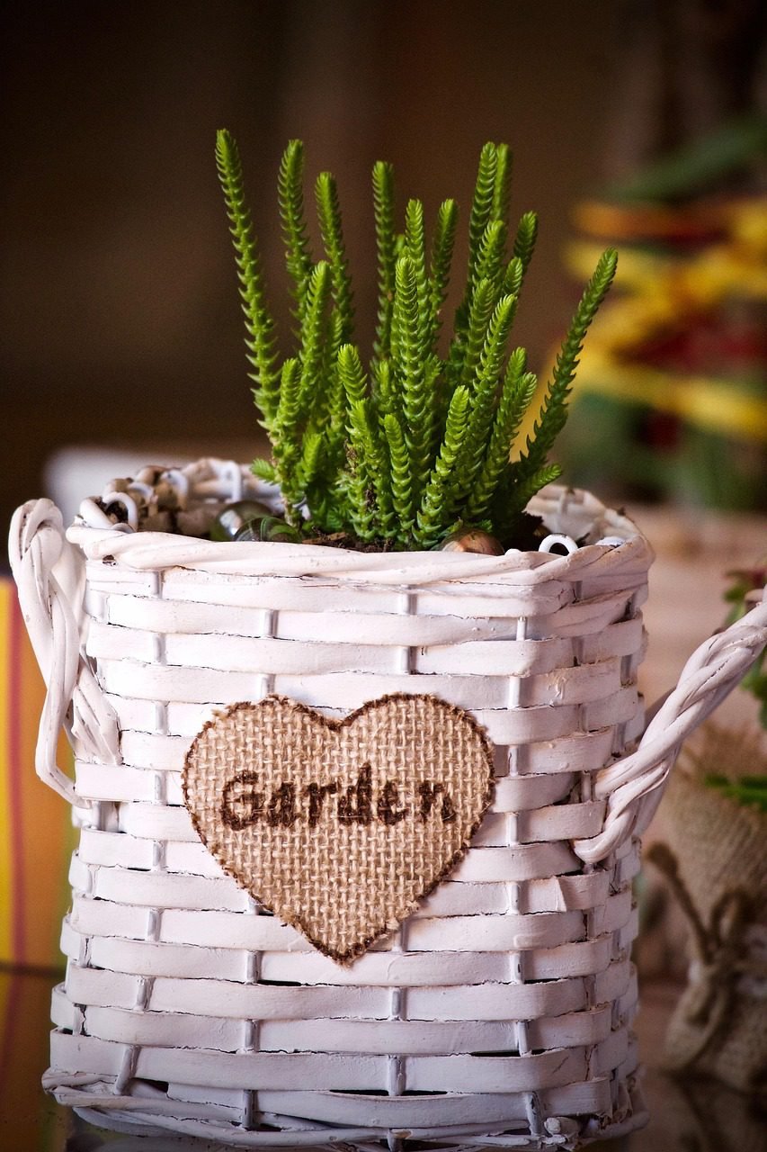 plant, fat plants, succulent plants from apartment, garden, succulent, nature, wicker basket, green, gardening, leaf, furniture, evergreen, ornament, decoration