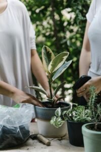 Unrecognizable women standing near potted plant and taking care while preparing for planting in garden together during summer holidays at home