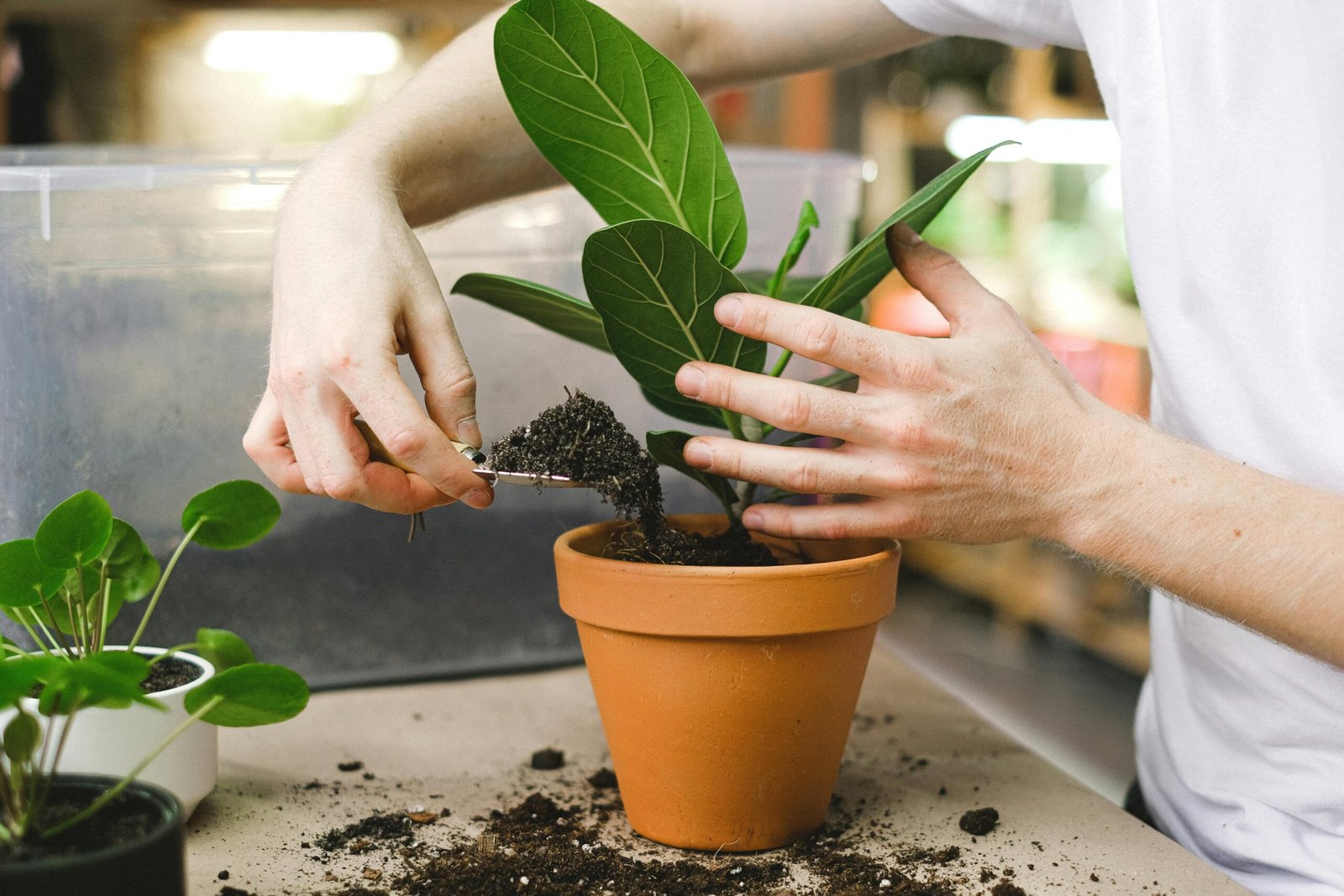 Hands planting a green plant in a clay pot indoors with a garden trowel and soil.