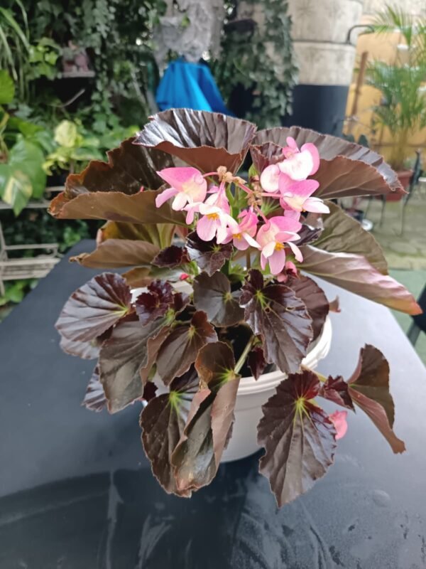 Begonia Dragon Wing: 5 Razones para Amar esta Planta Exuberante y Resistente - Imagen 3