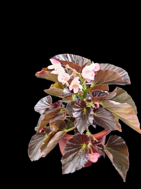 Begonia Dragon Wing: 5 Razones para Amar esta Planta Exuberante y Resistente - Imagen 4