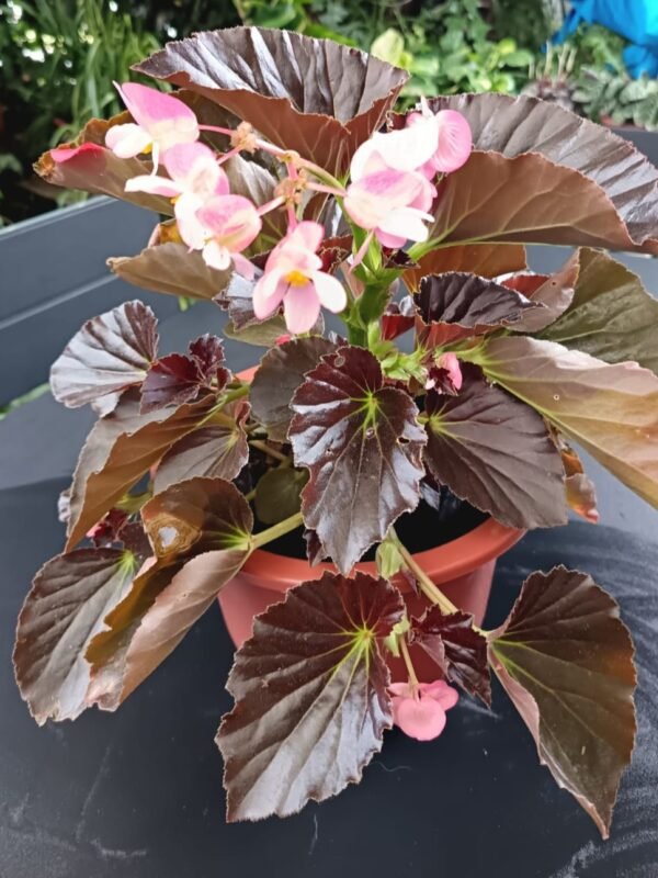 Begonia Dragon Wing: 5 Razones para Amar esta Planta Exuberante y Resistente - Imagen 5