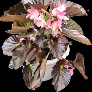 "Begonia Dragon Wing en flor, perfecta para interiores tropicales."