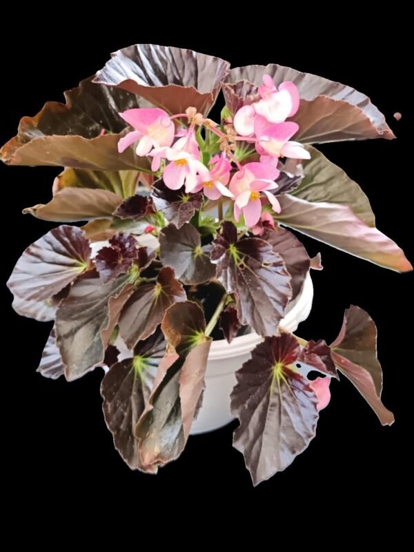 "Begonia Dragon Wing en flor, perfecta para interiores tropicales."