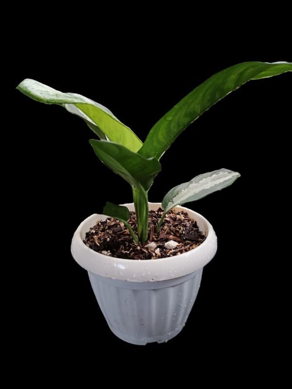 Aglaonema Pattaya: 1 Planta Exótica para Decorar tu Hogar en Ecuador | Kristy Garden - Imagen 2