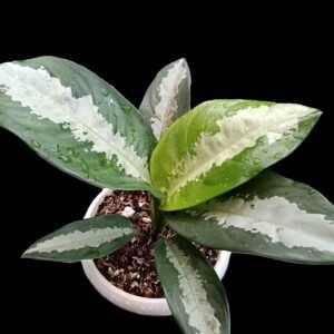 Planta Aglaonema Pattaya en maceta blanca con sustrato premium – Kristy Garden Ecuador