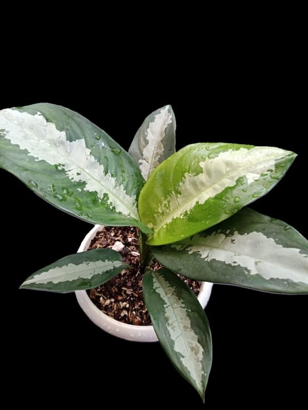 Planta Aglaonema Pattaya en maceta blanca con sustrato premium – Kristy Garden Ecuador