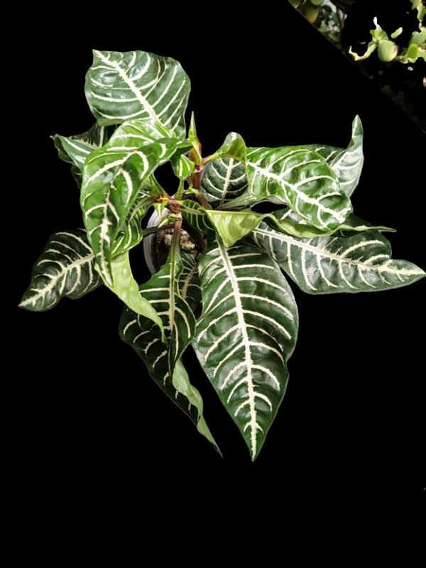 Aphelandra squarrosa: 5 Razones Sorprendentes de la Planta Cebra - Imagen 2