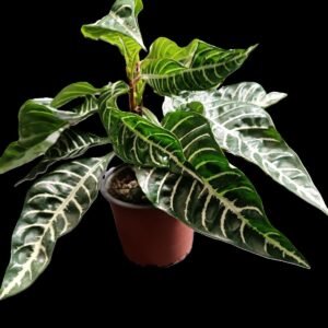 Planta Aphelandra squarrosa o planta cebra decorativa tropical en Ecuador