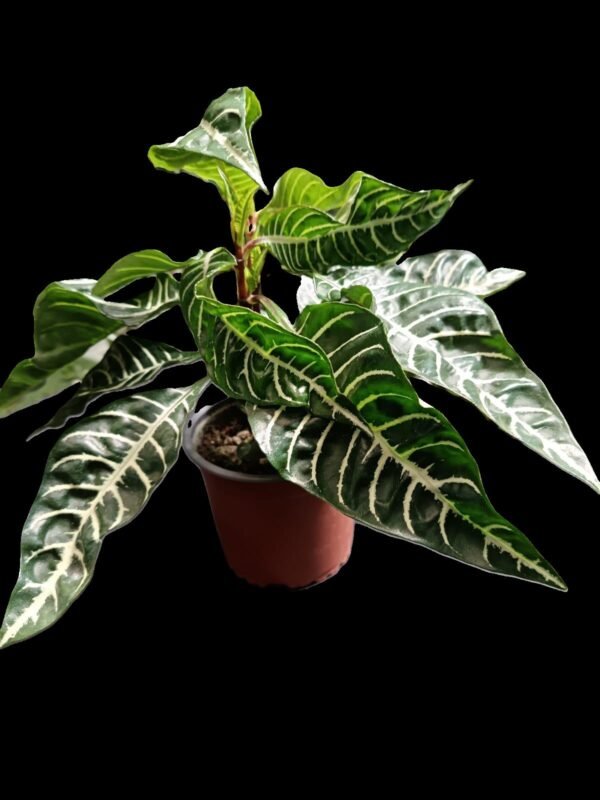 Aphelandra squarrosa: 5 Razones Sorprendentes de la Planta Cebra - Imagen 3
