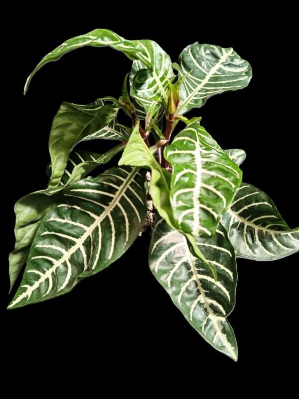 Aphelandra squarrosa: 5 Razones Sorprendentes de la Planta Cebra - Imagen 4
