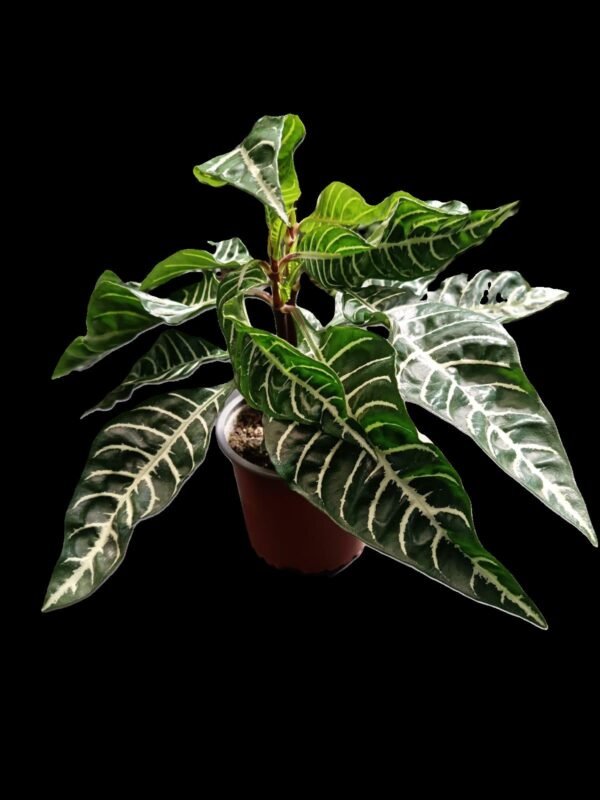 Aphelandra squarrosa: 5 Razones Sorprendentes de la Planta Cebra - Imagen 5