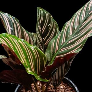 "Calathea Ornata con hojas verdes y rayas rosadas en maceta decorativa con sustrato orgánico"