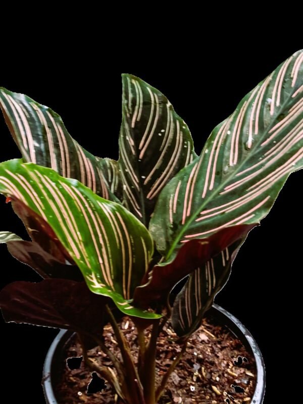 "Calathea Ornata con hojas verdes y rayas rosadas en maceta decorativa con sustrato orgánico"