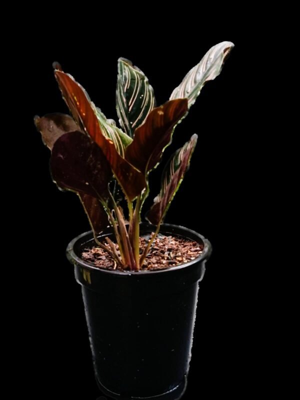 Calathea Ornata: 7 Razones para Tener Esta Planta Elegante y Purificadora en tu Hogar - Imagen 3