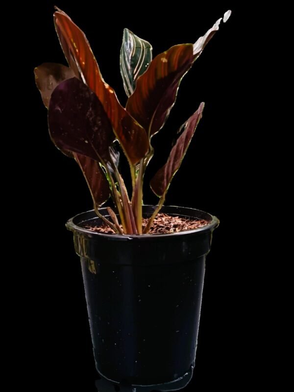 Calathea Ornata: 7 Razones para Tener Esta Planta Elegante y Purificadora en tu Hogar - Imagen 4
