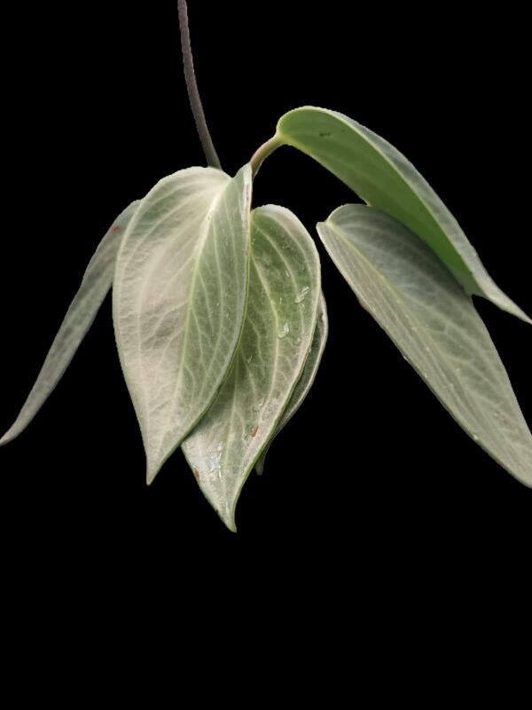 Peperomia maculosa: 5 Razones para Tener esta Planta Tropical, Segura y Exótica - Imagen 2