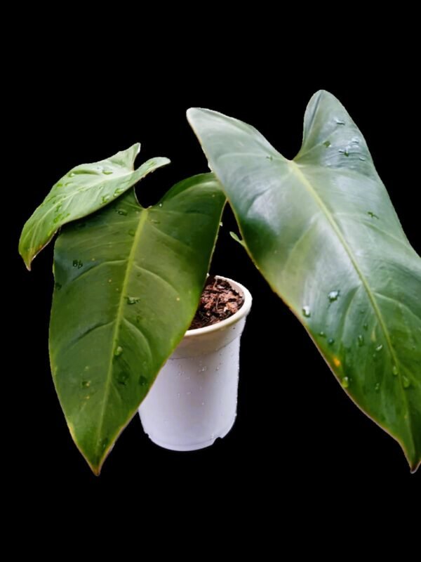 Philodendron Erubescens Verde Esmeralda: 7 razones para tener esta planta exótica en casa - Imagen 2