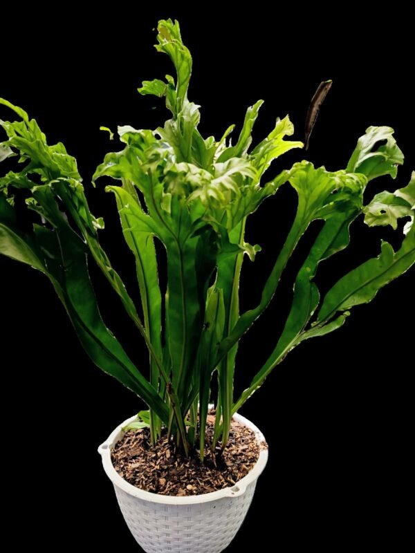 Helecho Microsorum punctatum en maceta blanca sobre mesa de exterior, planta de colección con hojas onduladas verdes.