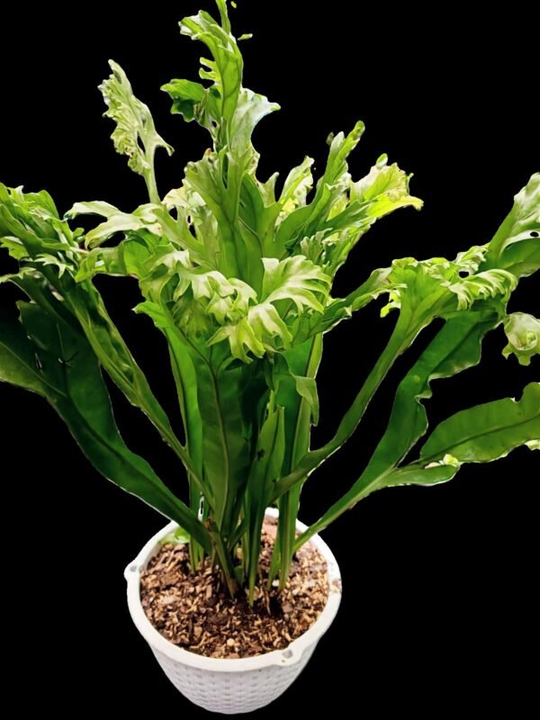 Helecho Microsorum punctatum en maceta blanca sobre mesa de exterior, planta de colección con hojas onduladas verdes.