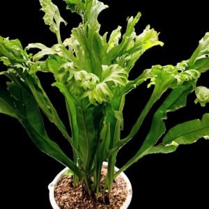 Helecho Microsorum punctatum en maceta blanca sobre mesa de exterior, planta de colección con hojas onduladas verdes.