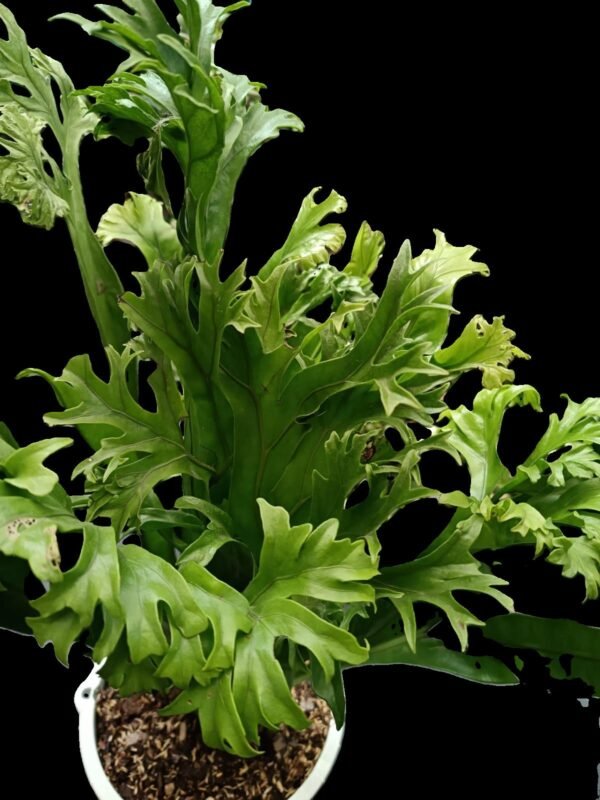 Helecho Microsorum Punctatum: Descubre 7 Razones para Amarlo en Tu Espacio Verde - Imagen 4