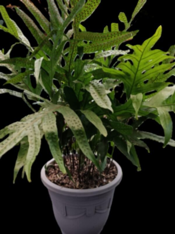 🌿Helecho Monarca ¡8 razones para tener esta planta exótica en tu hogar! - Imagen 2