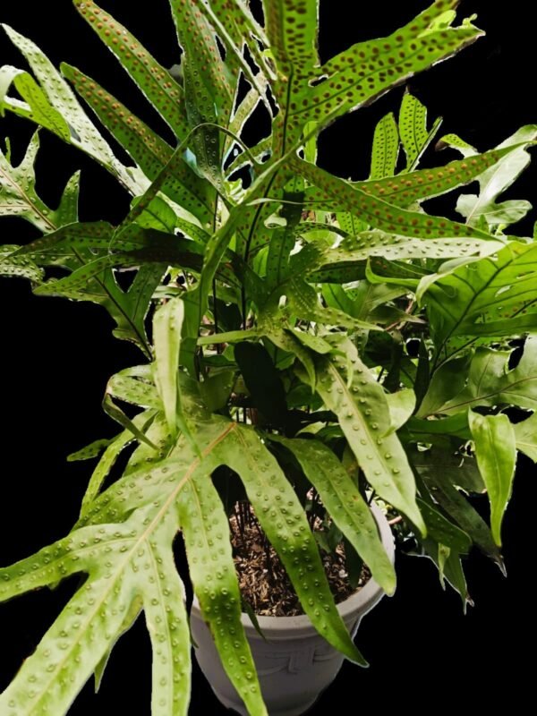 🌿Helecho Monarca ¡8 razones para tener esta planta exótica en tu hogar! - Imagen 3