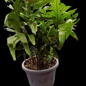 Helecho Monarca Phymatosorus scolopendria en maceta decorativa, planta de interior exótica con hojas alargadas y verdes, ideal para ambientes sombreados.