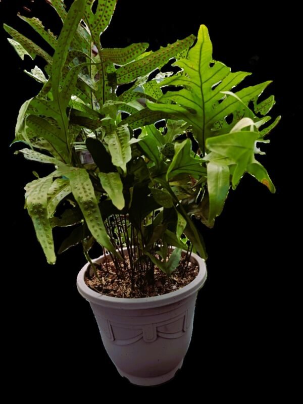 Helecho Monarca Phymatosorus scolopendria en maceta decorativa, planta de interior exótica con hojas alargadas y verdes, ideal para ambientes sombreados.