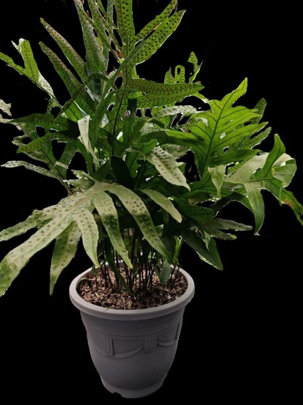 🌿Helecho Monarca ¡8 razones para tener esta planta exótica en tu hogar! - Imagen 4