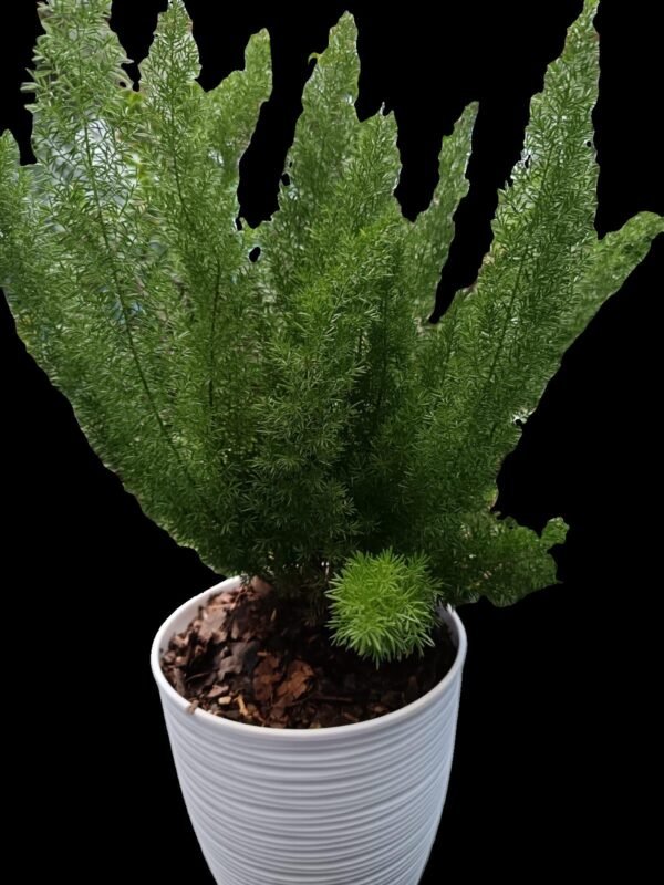 🌿 ¡Descubre el Helecho Espárrago! 7 razones para incluir esta joya verde en tu colección - Imagen 2