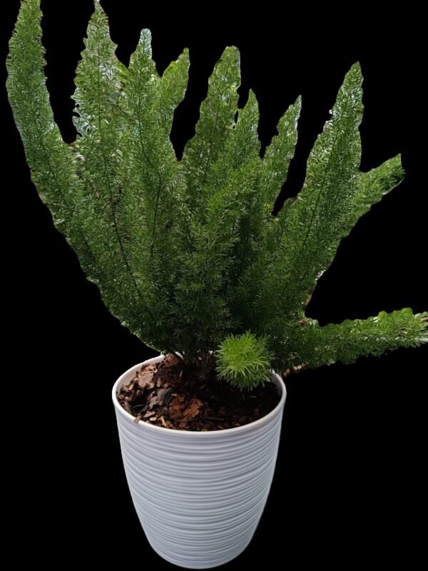 🌿 ¡Descubre el Helecho Espárrago! 7 razones para incluir esta joya verde en tu colección - Imagen 3