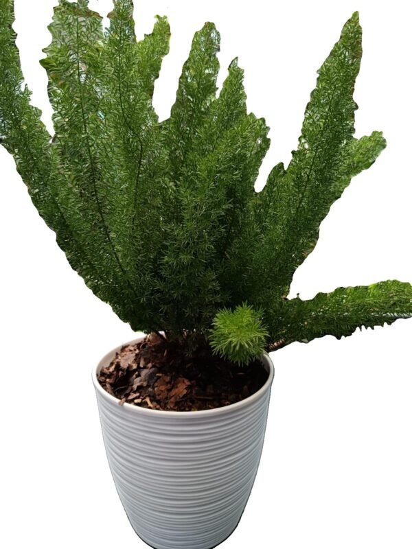 🌿 ¡Descubre el Helecho Espárrago! 7 razones para incluir esta joya verde en tu colección - Imagen 5