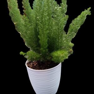 Planta Helecho Espárrago (Asparagus densiflorus) en maceta blanca – Kristy Garden Ecuador
