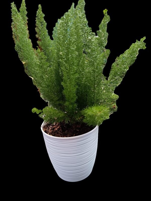 Planta Helecho Espárrago (Asparagus densiflorus) en maceta blanca – Kristy Garden Ecuador