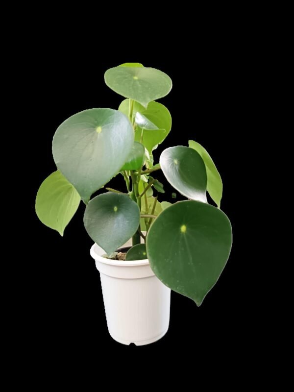 Peperomia Polybotrya: 7 Razones Irresistibles para Tenerla en Casa - Imagen 2