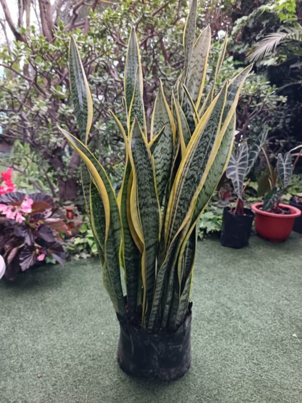 Sansevieria o Lengua de Suegra 1 planta increíble - Imagen 2
