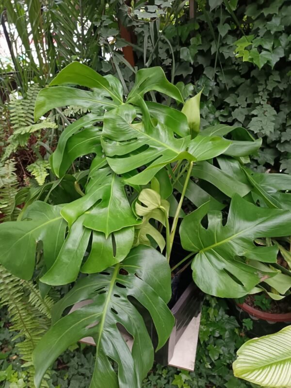 Monstera Deliciosa Ecuador