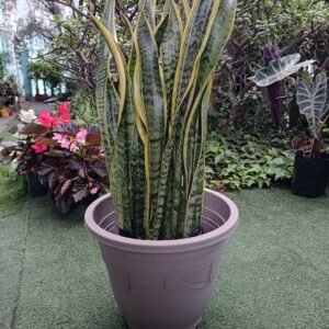 Sansevieria o Lengua de Suegra : Una Planta Resistente y Elegante