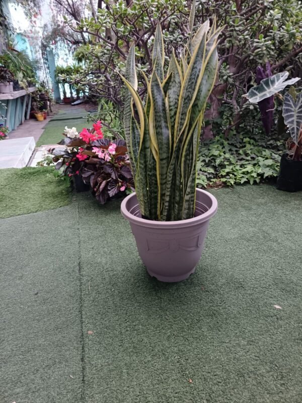Sansevieria o Lengua de Suegra 1 planta increíble - Imagen 4