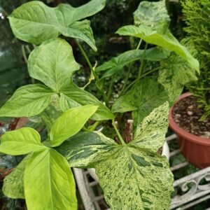 Syngonium Mojito