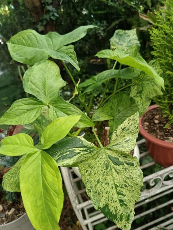 Syngonium Mojito