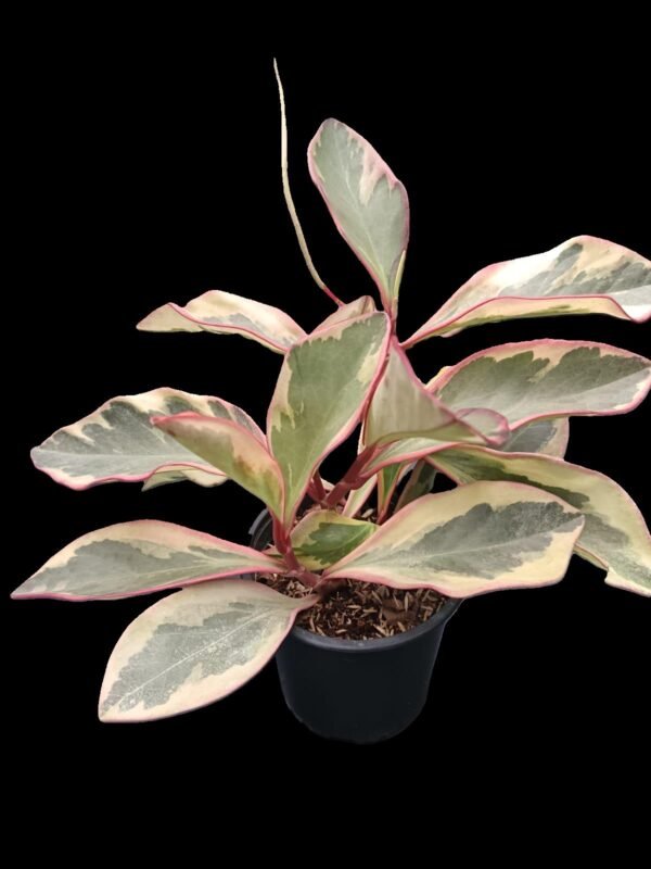 Peperomia Ginny: 7 Increíbles Motivos para Tenerla en tu Hogar - Imagen 3