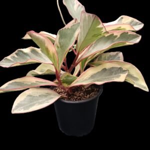 Peperomia Ginny en maceta decorativa, planta variegada compacta de interior
