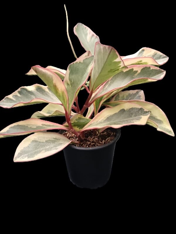 Peperomia Ginny: 7 Increíbles Motivos para Tenerla en tu Hogar - Imagen 5