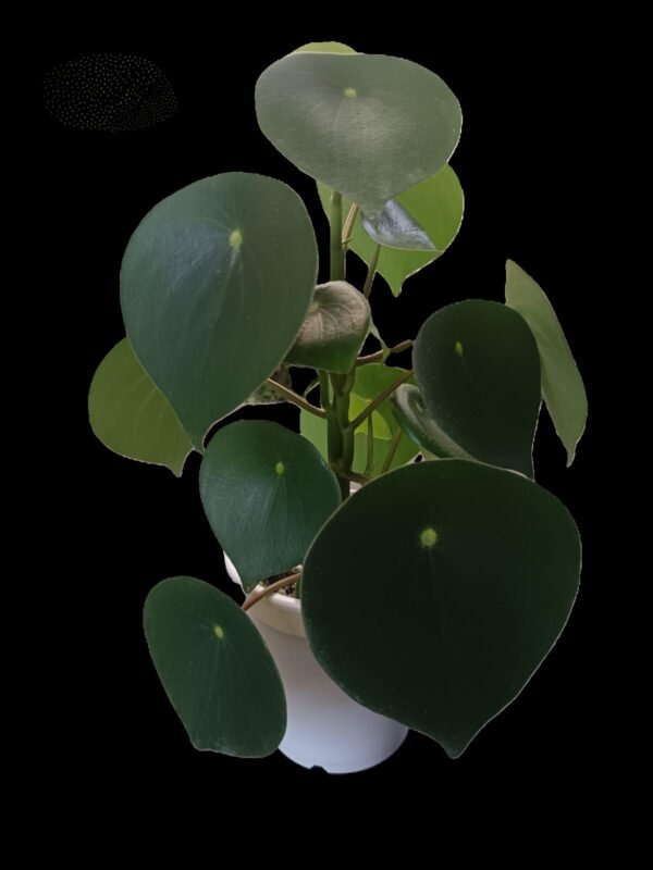 Peperomia Polybotrya: 7 Razones Irresistibles para Tenerla en Casa - Imagen 3