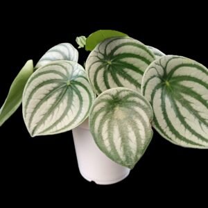 Planta Peperomia sandía o argyreia en maceta para interiores