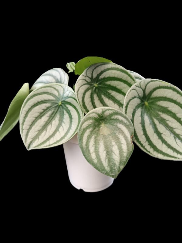 Planta Peperomia sandía o argyreia en maceta para interiores