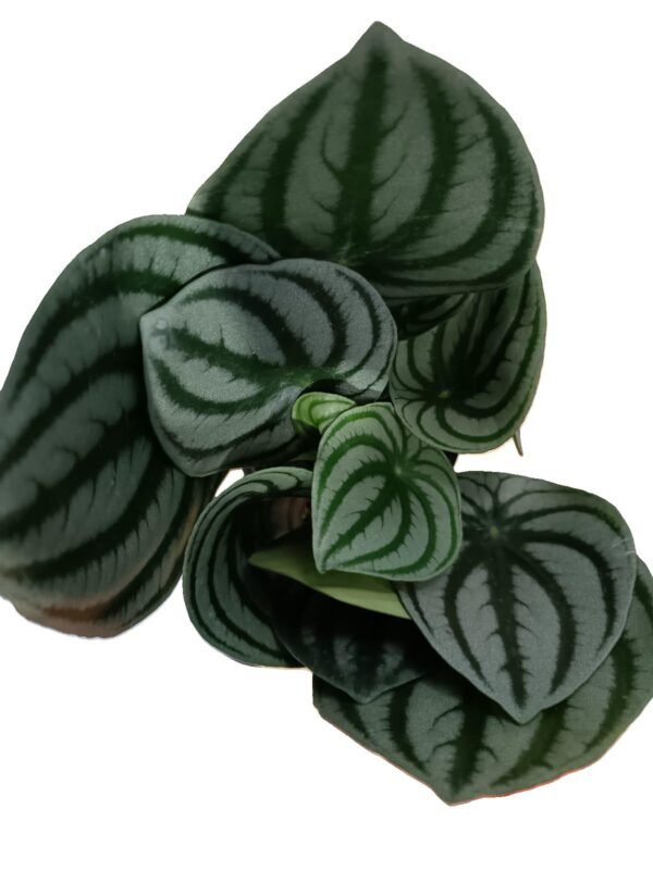 Planta Peperomia sandía o argyreia en maceta para interiores